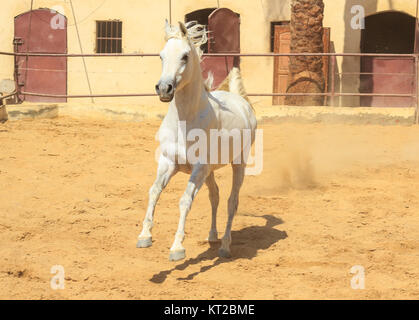 Arabisches Pferd in einer sandigen Ranch / featuring Araberhengst in einem sandigen Feld im sonnigen Tag Stockfoto