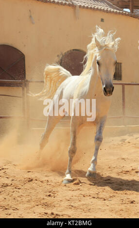 Arabisches Pferd in einer sandigen Ranch / featuring Araberhengst in einem sandigen Feld im sonnigen Tag Stockfoto