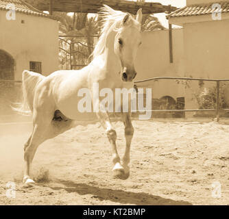 Arabisches Pferd in einer sandigen Ranch / featuring Araberhengst in einem sandigen Feld im sonnigen Tag Stockfoto