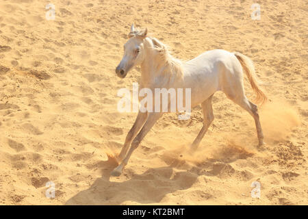 Arabisches Pferd in einer sandigen Ranch / featuring Araberhengst in einem sandigen Feld im sonnigen Tag Stockfoto