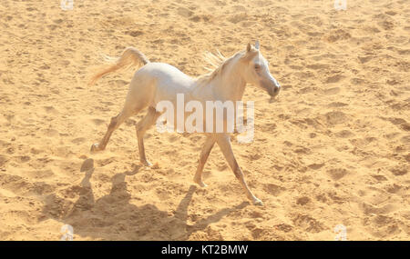 Arabisches Pferd in einer sandigen Ranch / featuring Araberhengst in einem sandigen Feld im sonnigen Tag Stockfoto