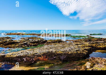 Ocker Seesterne (Pisaster Ochraceus) Crystal Cove State Park, Laguna Beach, Kalifornien Stockfoto