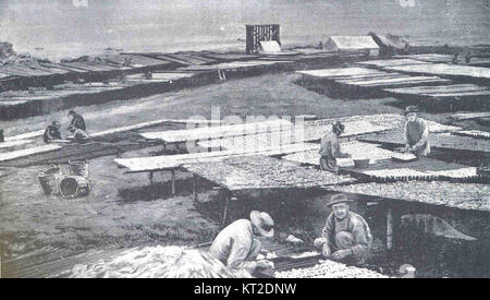 Im späten 19. Jahrhundert nutzten chinesische Fischer in Point Alones, Monterey, Kalifornien, traditionelle Methoden, um Tintenfische zu trocknen und zu heilen, was bedeutend zur lokalen Fischindustrie beitrug. Stockfoto