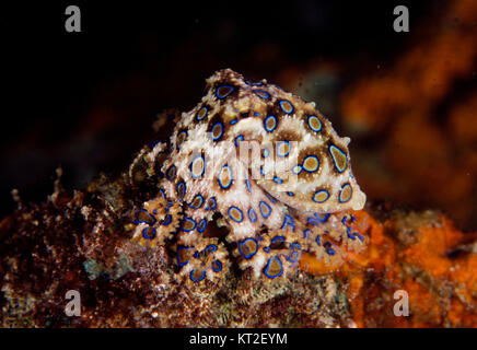 BLUE-RINGED OCTOPUS (HAPALOCHLAENA MACULOSA) Stockfoto