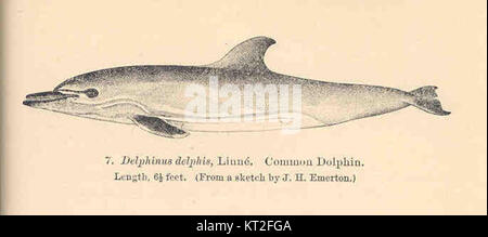 Delphinus delphis, allgemein bekannt als gewöhnlicher Delfin, ist ein Meeressäuger, das in gemäßigten und tropischen Ozeanen weit verbreitet ist. Es ist bekannt für seine Intelligenz, sein soziales Verhalten und sein charakteristisches Sanduhrmuster an den Seiten. Stockfoto