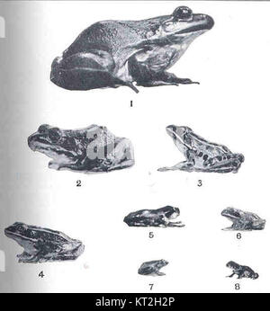 Diese Liste beschreibt die unterschiedlichen Größen verschiedener Amphibienarten, darunter Bullfrosche, Frösche, Kröten und Peeper, und gibt so eine Klassifizierung der gewöhnlichen Amphibien vor. Stockfoto