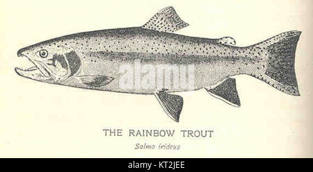 Die Regenbogenforelle (Salmo irideus) ist eine Art von Salmoniden, die in Nordamerika und anderen Regionen vorkommt. Bekannt für seine lebhafte Färbung, ist sie eine wichtige Art sowohl für die Freizeitfischerei als auch für ökologische Studien. Stockfoto