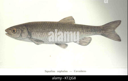 Squalius cephalus, auch bekannt als der Europäische Chub oder Cavedano, ist eine Art von Süßwasserfischen, die in ganz Europa vorkommt. Diese Art ist in aquatischen Ökosystemen wichtig und wird aufgrund ihrer Anpassungsfähigkeit an verschiedene Süßwasserlebensräume häufig in ökologischen Studien verwendet. Stockfoto