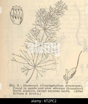 Ceratophyllum demersum, auch bekannt als Hornkraut, ist eine aquatische Pflanzenart, die in Süßwassergebieten vorkommt. Es wird in Aquarien wegen seiner sauerstoffproduzierenden Eigenschaften weit verbreitet verwendet. Stockfoto