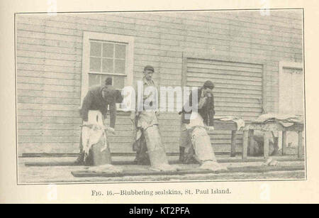 Dieses Foto zeigt eine Gruppe blubbernder Robbenfelle auf St. Paul Island, Teil der Pribilof Islands in Alaska. Die Robben sind für ihr dickes Fell bekannt und sind ein wichtiger Teil des Ökosystems der Insel. Stockfoto