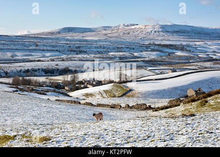 Schafe grasen in schneebedeckte Felder oben Neue Häuser Weiler, in der Nähe von Horton-in-Ribblesdale, North Yorkshire, Großbritannien, mit Ingleborough Hügel am Horizont Stockfoto