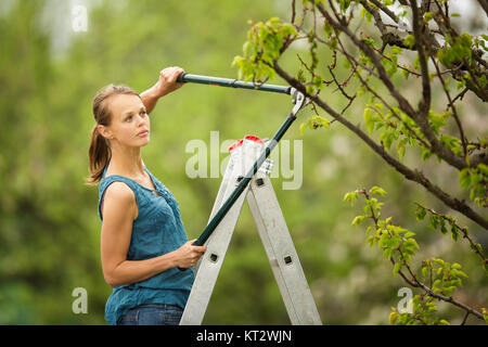 Hübsche, junge Frau in ihrem Obstgarten/Garten Gartenarbeit (getönten Farbbild) Stockfoto