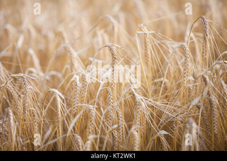 Reife Gerste (Hordeum lat.) auf einem Feld mit warmen Morgensonne (flachen DOF) beleuchtet Stockfoto