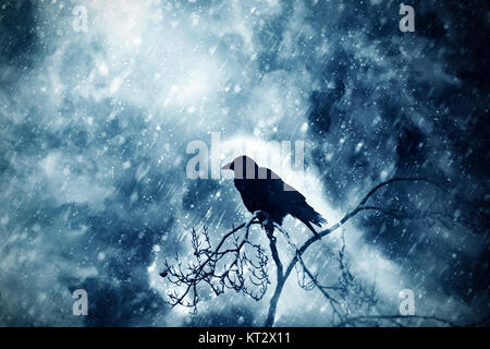 Krähe, die in einem Wintersturm künstlerisch auf einem Ast sitzt Stockfoto