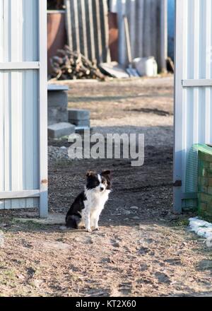 Sehr niedlichen schwarzen und weißen Hund. Stockfoto