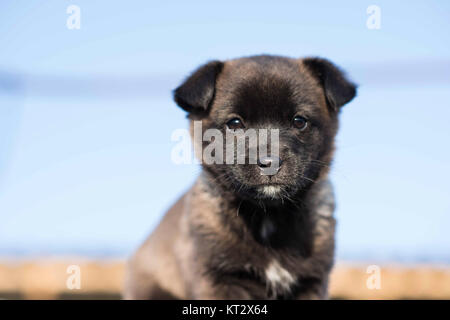 Sehr niedliches Schwarz Welpen. Stockfoto