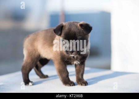 Sehr niedliches Schwarz Welpen. Stockfoto