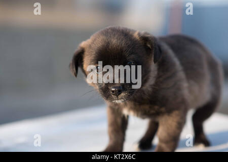 Sehr niedliches Schwarz Welpen. Stockfoto