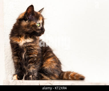 Europäische junge Katze Stockfoto