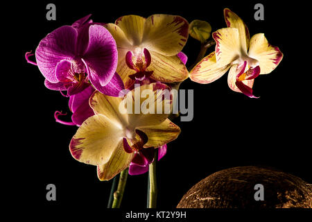Orchidee rot und gelb mit schwarzem Hintergrund