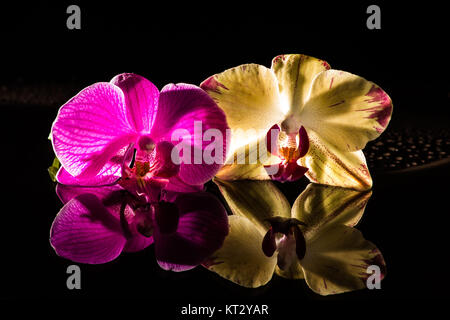 Orchideenspiegelung im Wasser und schwarze Steine Stockfoto