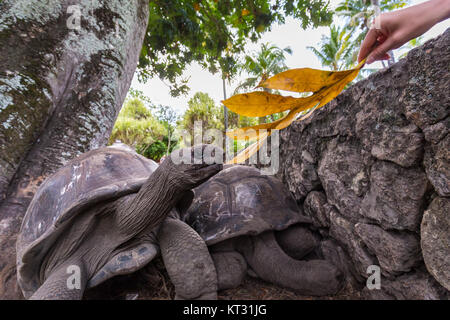 Touristischen Fütterung Aldabra-Riesenschildkröten auf La Digue Island, Seychellen. Stockfoto