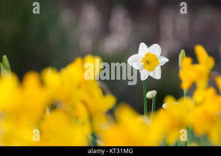 Weiße Narzisse gelbe Narzissen inmitten dunkler Hintergrund, bunte Blumen, Blume Fülle, frohe Ostern gruss Karte kopieren, Fokus Stockfoto