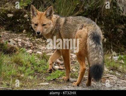 Oder culpeo Andean fox (Lycalopex culpaeus), Manu Nationalpark, Peru Stockfoto