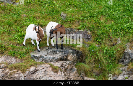 Paar Ziegen auf felsigen Ufer des norwegischen Fjord Stockfoto