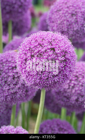 Allium 'Ambassador' Blumen. Stockfoto