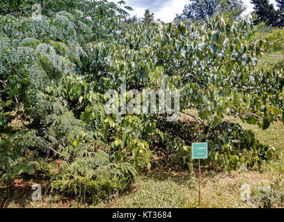 Arboretum von tropischen und subtropischen Pflanzen. Stockfoto