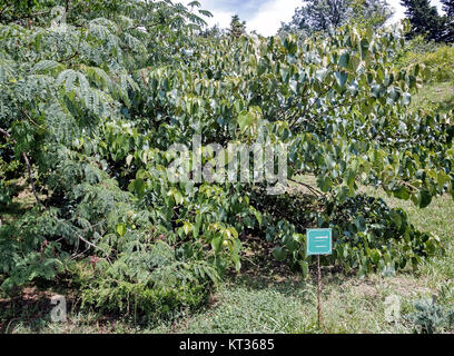 Arboretum von tropischen und subtropischen Pflanzen. Stockfoto