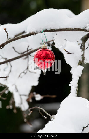 Rote Weihnachtskugel hängend an einem verschneiten Strauch im Dezember. Cotswolds, England Stockfoto