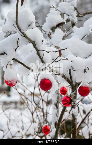 Rote Christbaumkugeln hängen an einem verschneiten Strauch im Dezember. Cotswolds, England Stockfoto