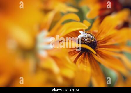 Nahaufnahme Foto eine westliche Honigbiene sammeln Nektar und Pollen auf eine junge Herbst Sonne Sonnenhut (Rudbeckia Nitida) zu verbreiten. Stockfoto