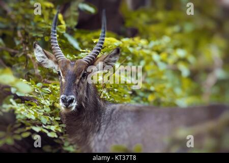 Impala und Gazelle im park Stockfoto