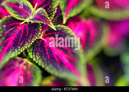 Nahaufnahme von Coleus Blätter (Painted Brennnessel, Flamme Brennnessel) Stockfoto