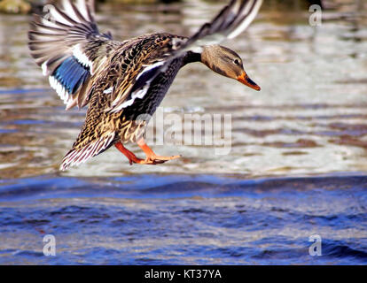 Stockente weiblich Sekunden ab und auf schönen blauen Gewässern Stockfoto