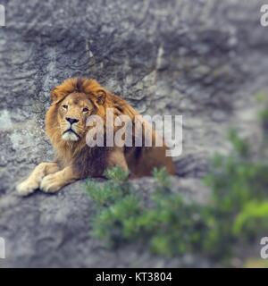 Porträt des großen schönen männlichen afrikanischen Löwen. Selektiven Fokus. Stockfoto