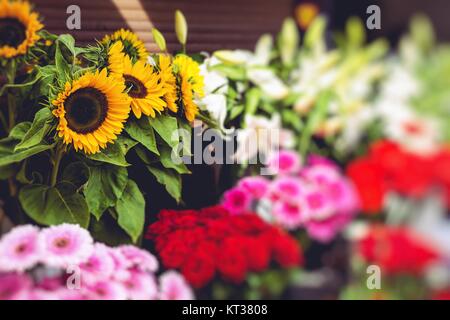 Blumenmarkt in Riga, Lettland Stockfoto