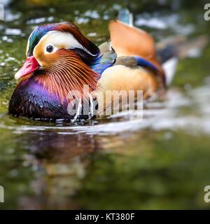 Schöne männliche Mandarinente (Aix Galericulata) Stockfoto
