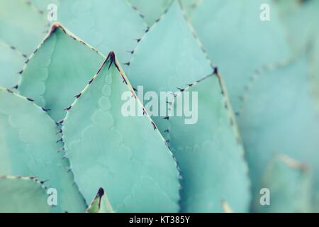 Scharfe Spitzen Agave Pflanze Blättern zusammen bündeln. Stockfoto