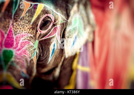 Elefant. Indien, Jaipur, Bundesstaat Rajasthan. Stockfoto