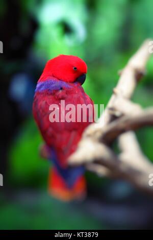 Roter Papagei über natürlichen Hintergrund. Stockfoto