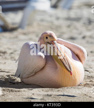 Pelikan hautnah Porträt am Strand von Zypern. Stockfoto