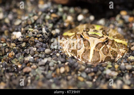 Frosch im natürlichen Lebensraum Stockfoto