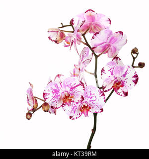 Phalaenopsis Orchidee, mehrfarbig Stockfoto