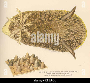 Dieses Bild zeigt eine stark vergrößerte dorsale Ansicht von *Acanthodoris brunea*, einer Art von Nacktschnecken. Die Nahaufnahme hebt die Struktur und Details der dorsalen Papillen hervor, die sensorische Strukturen sind. Diese Art gehört zur Familie der Acanthodorididae, und der Fokus auf ihre Papillen bietet Einblicke in ihre Anatomie und sensorische Fähigkeiten. Stockfoto