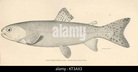 Salmo irideus stonei, auch bekannt als Steinforellen oder No-Shee Forellen, ist eine Unterart der Regenbogenforellen, die in bestimmten Süßwasserökosystemen beheimatet ist. Diese Forelle zeichnet sich durch ihr einzigartiges Aussehen und ihre Habitatpräferenzen aus. Stockfoto