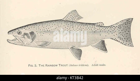 Die Regenbogenforelle (Salmo irideus) ist eine Art, die für ihre lebendige Farbe und ihre ökologische Bedeutung in Süßwassergebieten bekannt ist. Sie kommt vor allem in Nordamerika und Europa vor. Stockfoto